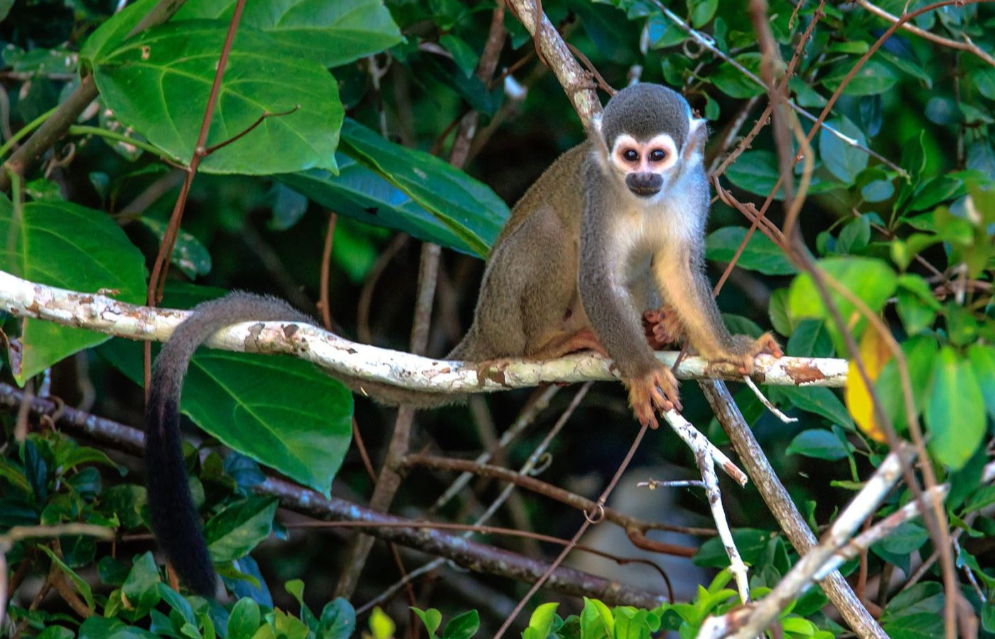 ECOSELVA ISLA MONKEY 2 DÍAS / 1 NOCHE