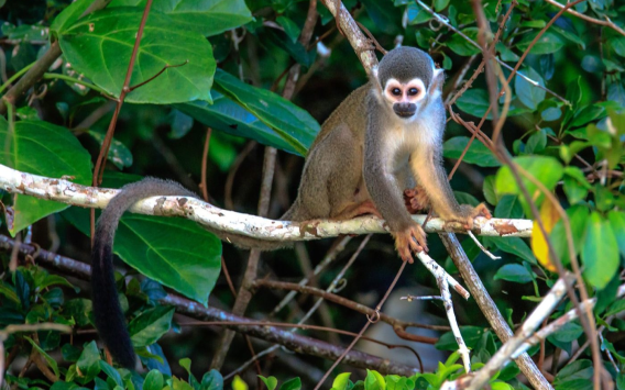 ECOSELVA ISLA MONKEY 2 DÍAS / 1 NOCHE
