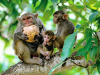 ECOSELVA ISLA MONKEY 2 DÍAS / 1 NOCHE